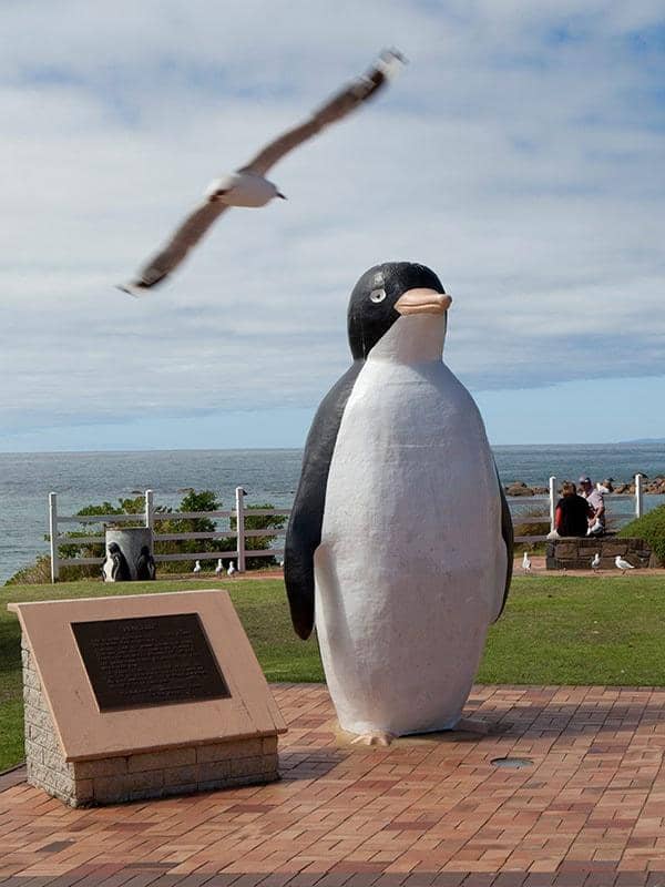 14 Best Places to See Penguins in Australia